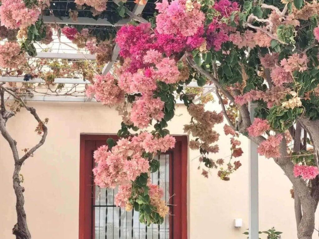 Narrow medieval lane in Èze draped with bright bougainvillea and old stone walls