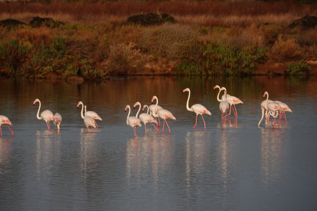 Flamingos feeding on salt flats shimmering in the Ria Formosa, near Olhão, Portugal