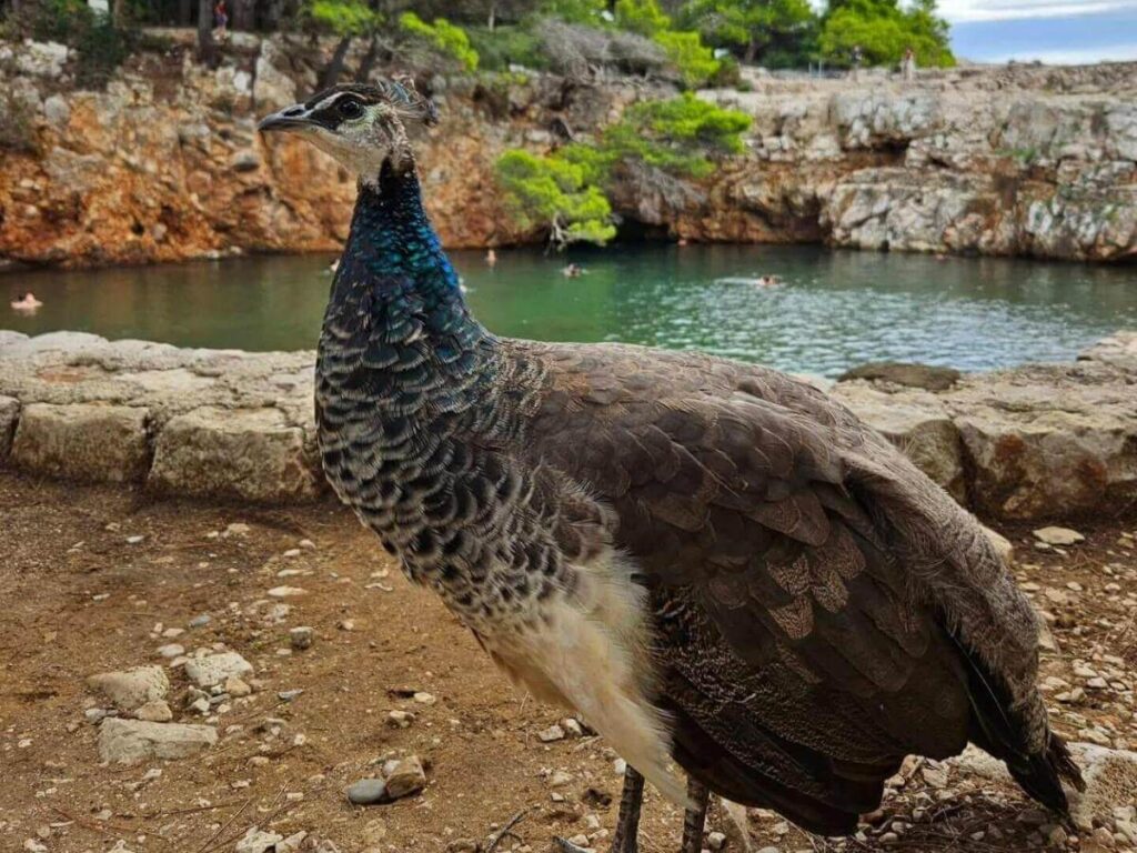Peacocks and pine trees near the salt-water lagoon on Lokrum Island