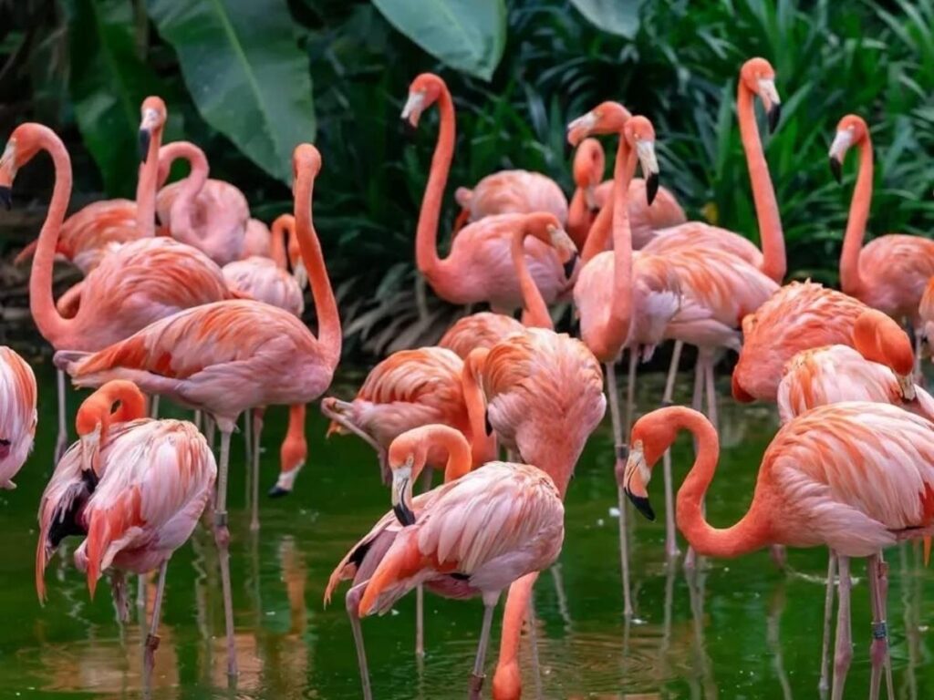 Flock of flamingos feeding in the salt pans near Olhão at sunrise, Ria Formosa