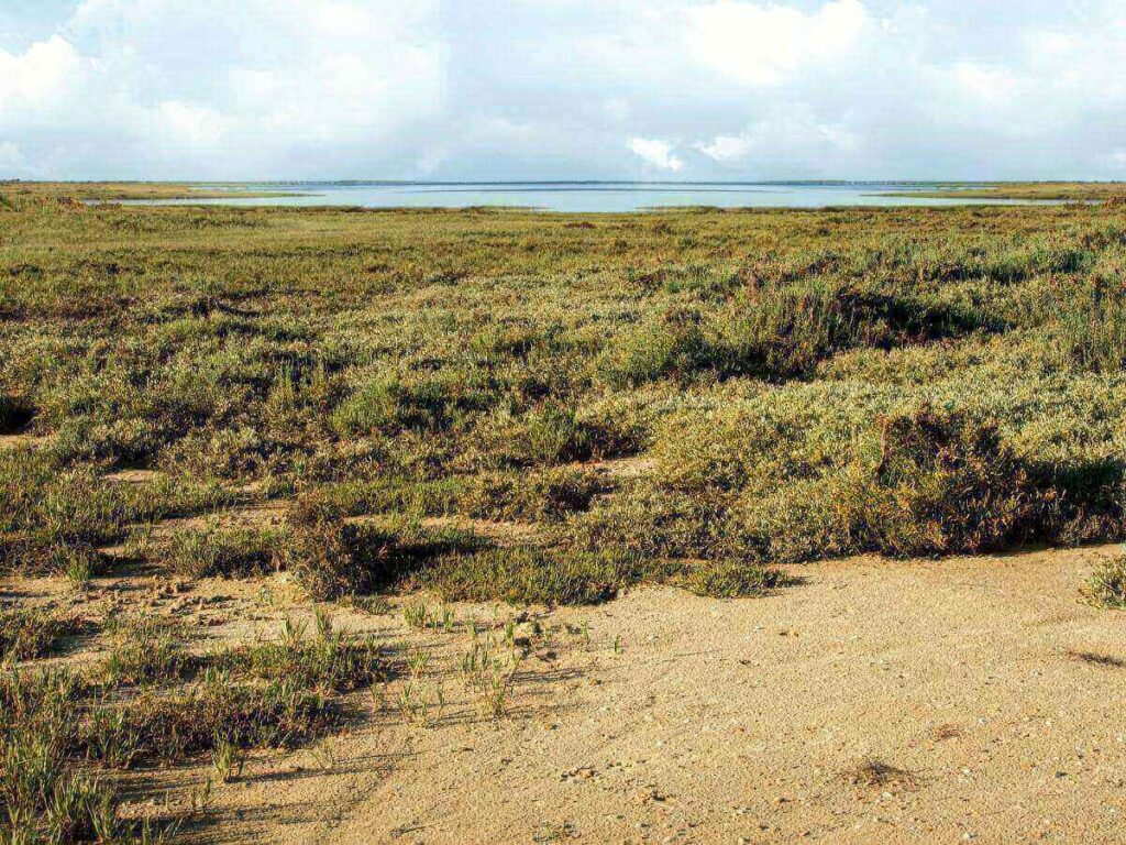 Close-up aerial pattern of salt marshes and tidal shapes in Ria Formosa Natural Park