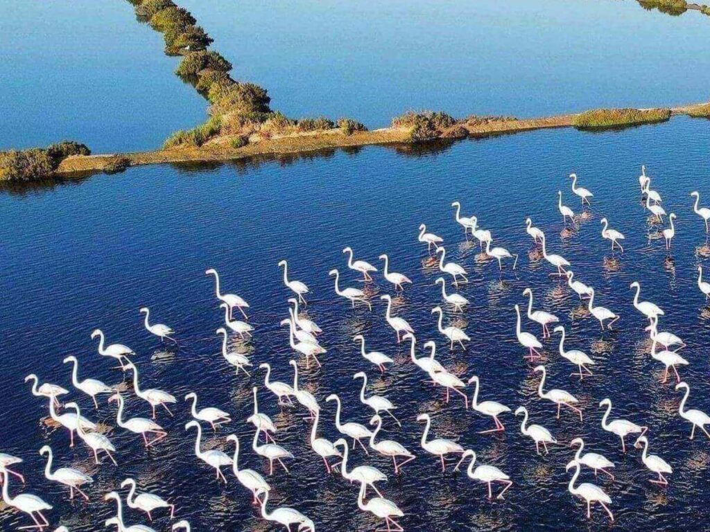 Flamingos feeding in soft spring light in Ria Formosa’s salt pans