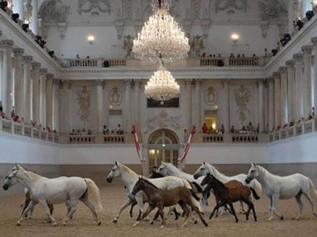 Lipizzaner stallions performing controlled movement inside the Spanish Riding School.