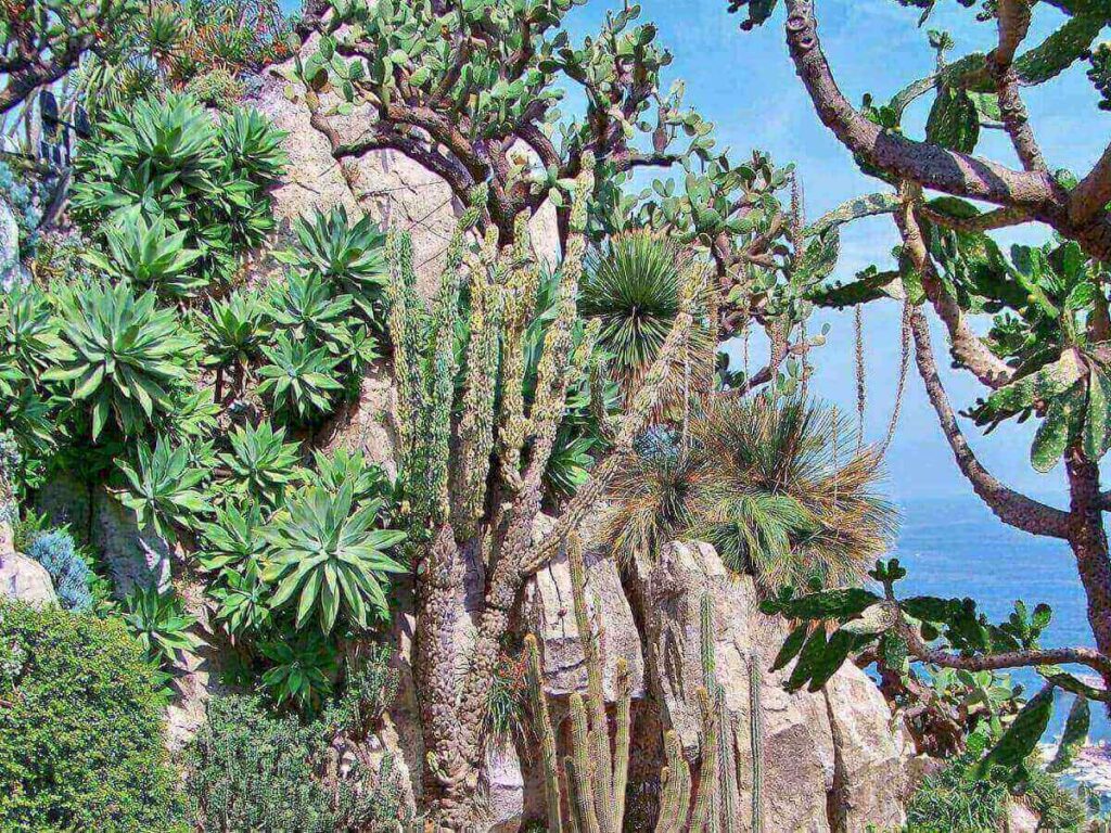 Terraced cactus garden at Monaco’s Jardin Exotique with panoramic sea views