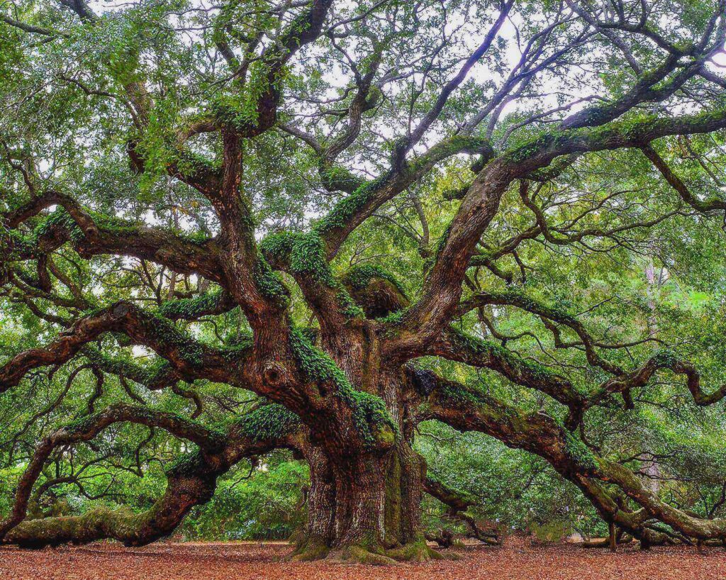 Ancient Angel Oak Tree with sprawling branches on Johns Island near Charleston