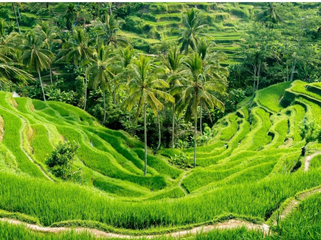 Emerald green rice terraces in Ubud Bali Indonesia