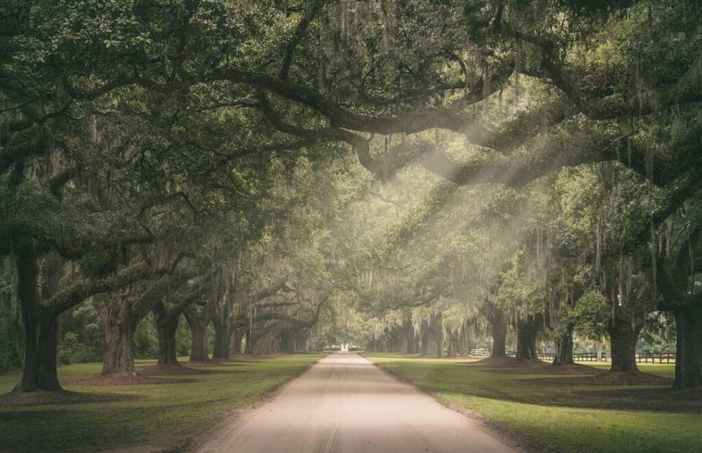 Live oak trees forming the Avenue of Oaks at Boone Hall Plantation