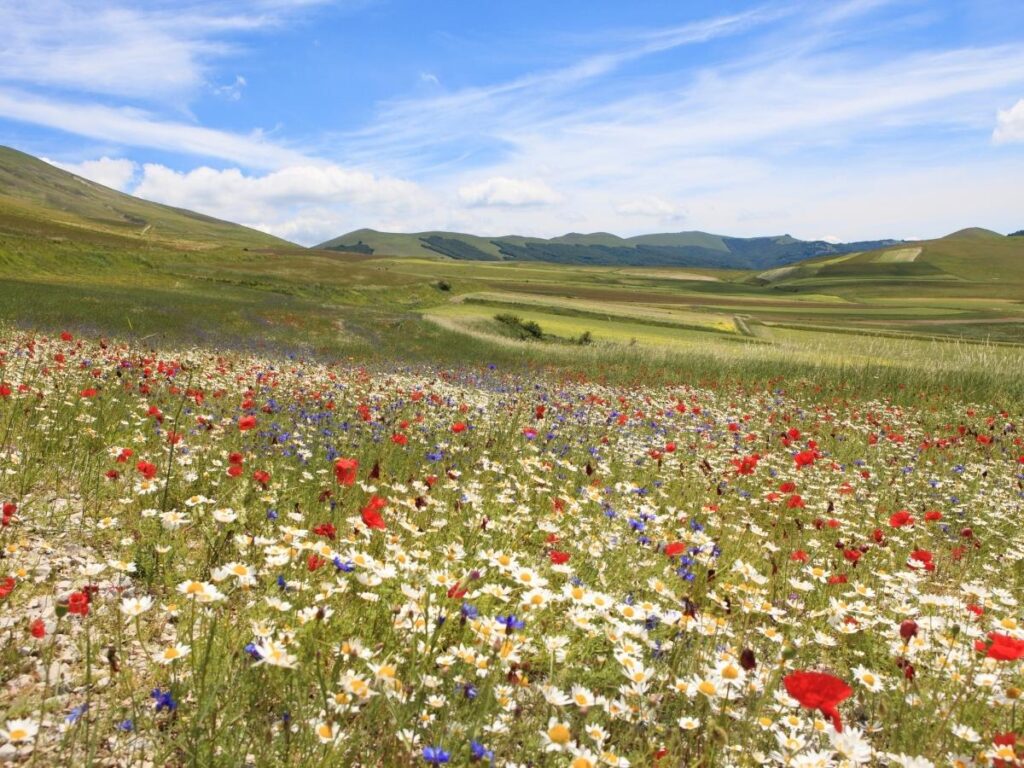 Colorful wildflower fields surrounding the hilltop village of Castelluccio in Umbria