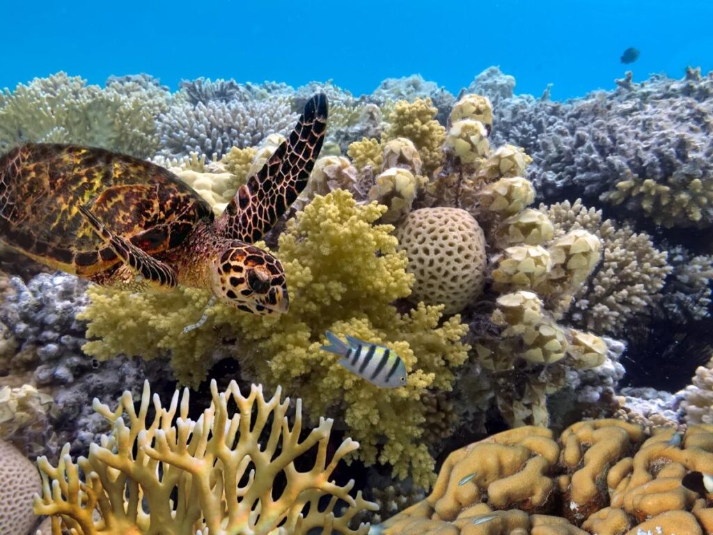 Colorful coral formations and tropical fish in the Great Barrier Reef, Australia