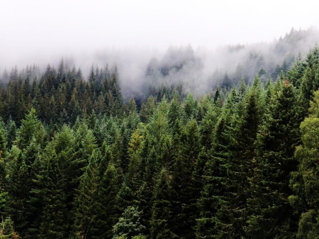 Emerald green waters of An Lochan Uaine surrounded by pine forest near Aviemore