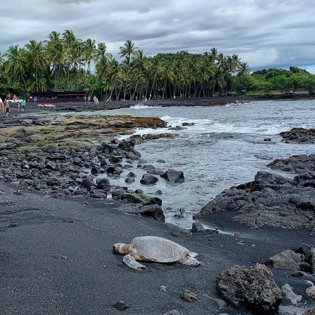 Hawaiian green sea turtle resting on Punaluʻu Black Sand Beach in Hawaii