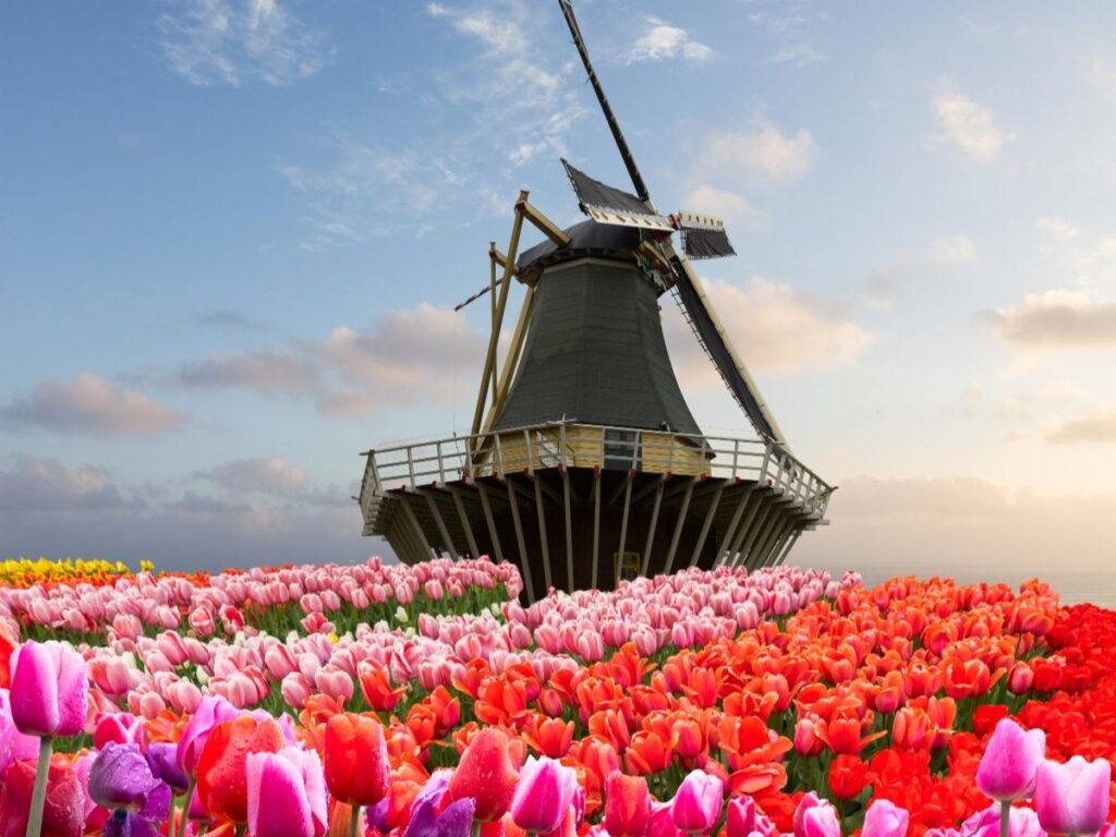 Colorful tulips blooming in front of De Zwaan Dutch windmill in Holland Michigan
