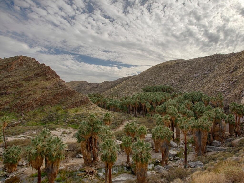 Towering palm grove surrounded by desert mountains in Indian Canyons