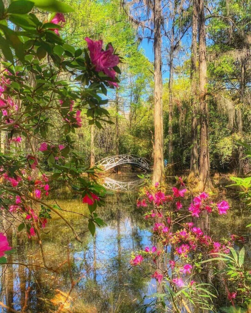 Magnolia Plantation gardens with wooden bridge and azaleas in Charleston