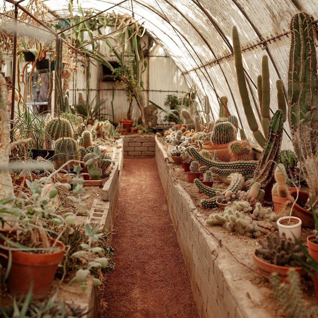 Unique cactus collection at Moorten Botanical Garden in Palm Springs