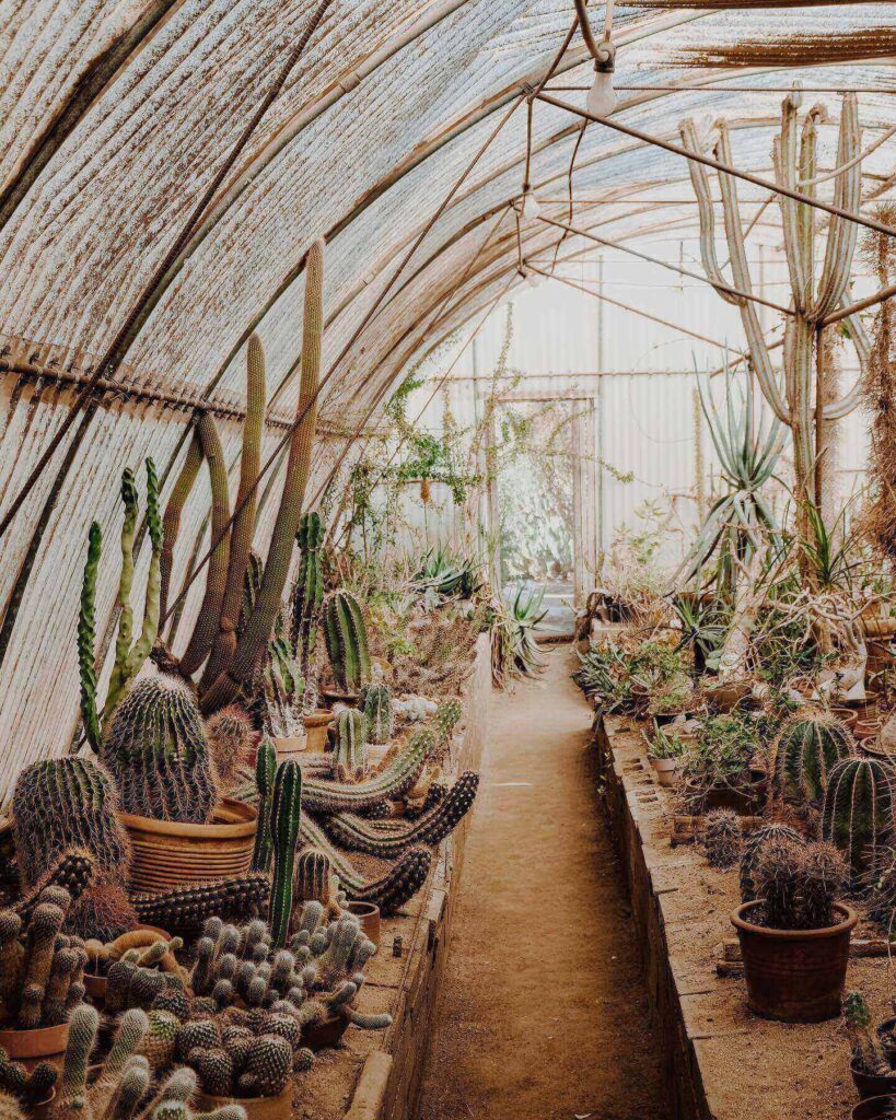 Cacti and desert plants at Moorten Botanical Garden in Palm Springs
