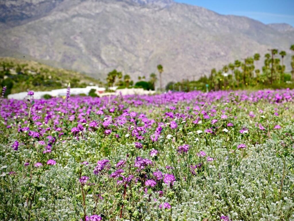 Desert wildflowers blooming near Palm Springs in spring