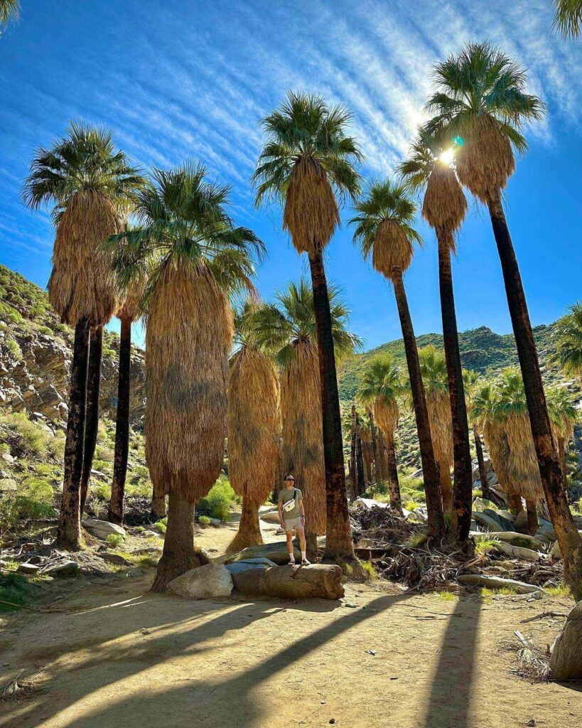 Palm trees silhouetted against a colorful Palm Springs sunset