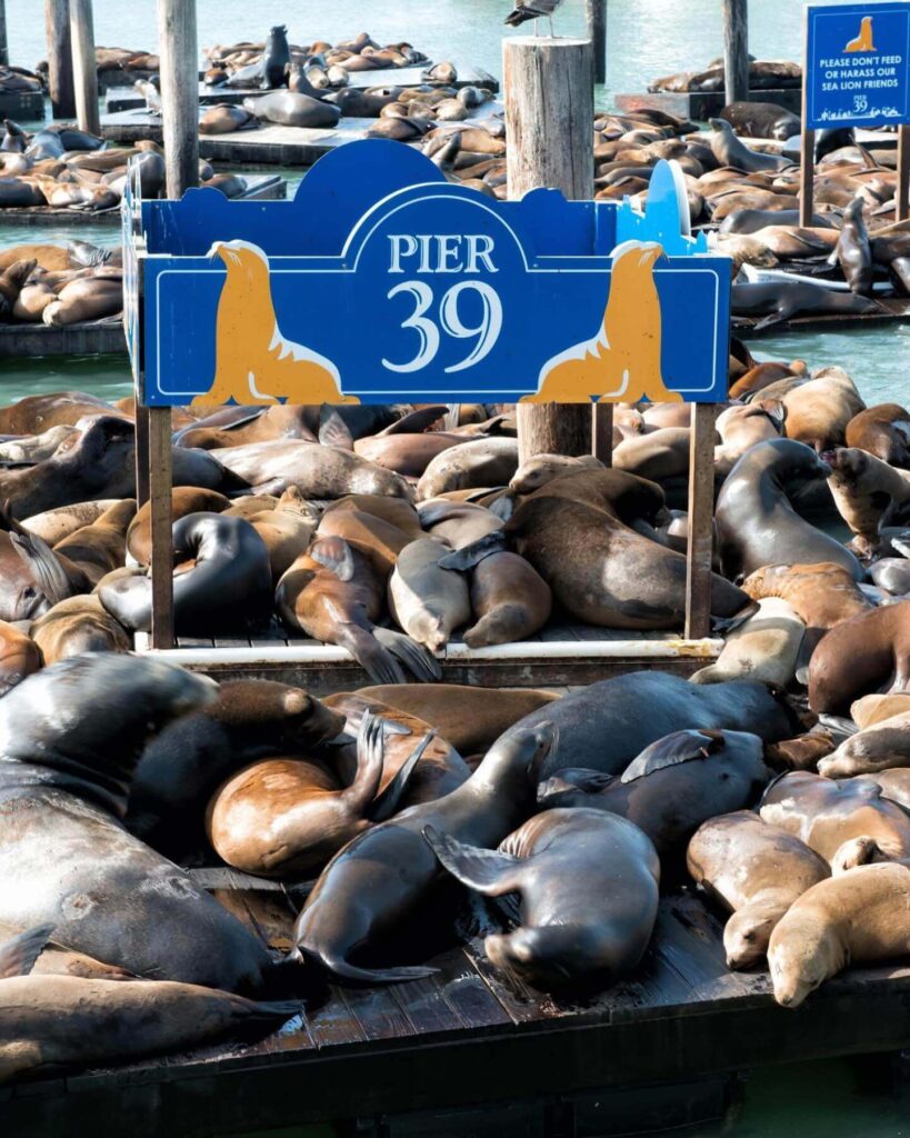 sea lions resting on floating docks at Pier 39 with bay views behind