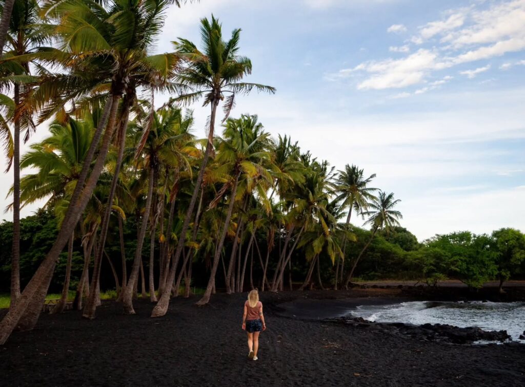 Hawaiian green sea turtles resting on Punaluʻu Black Sand Beach with palm trees in Hawaii