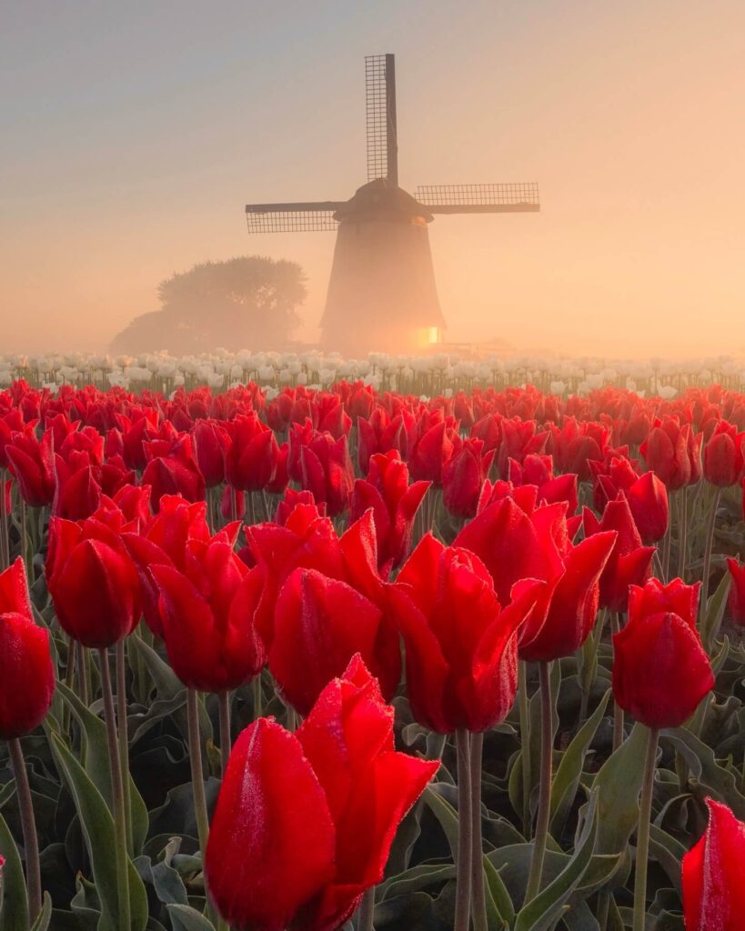 Dutch windmill surrounded by blooming tulips in Golden Gate Park