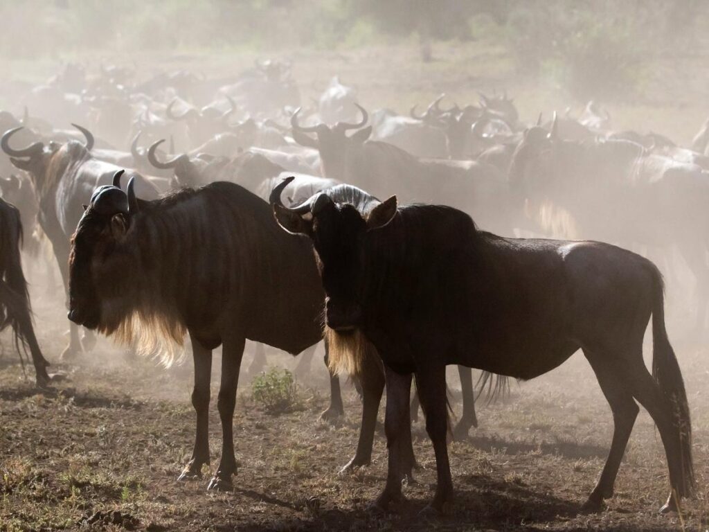 Great wildebeest migration river crossing in Serengeti Tanzania