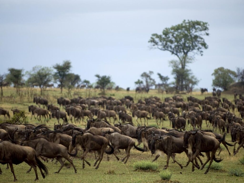 Vast plains and acacia trees at sunset in Serengeti National Park, Tanzania
