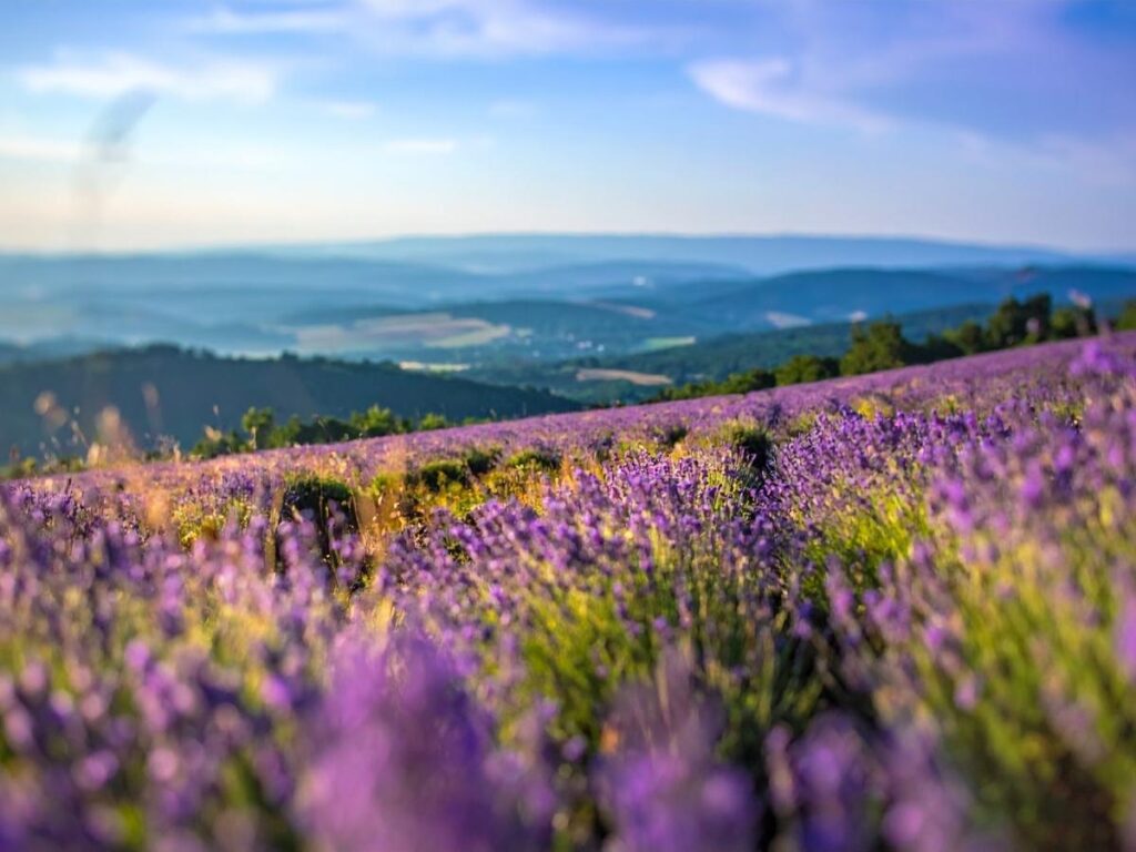 Purple lavender fields blooming near Snowshill village in the Cotswolds