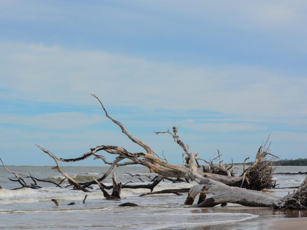Bleached driftwood trees scattered across Boneyard Beach at Big Talbot Island State Park, Florida