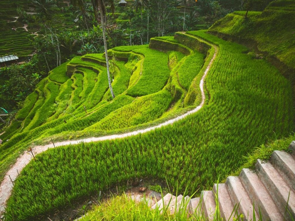 Tegalalang rice terraces in Ubud Bali Indonesia with palm trees