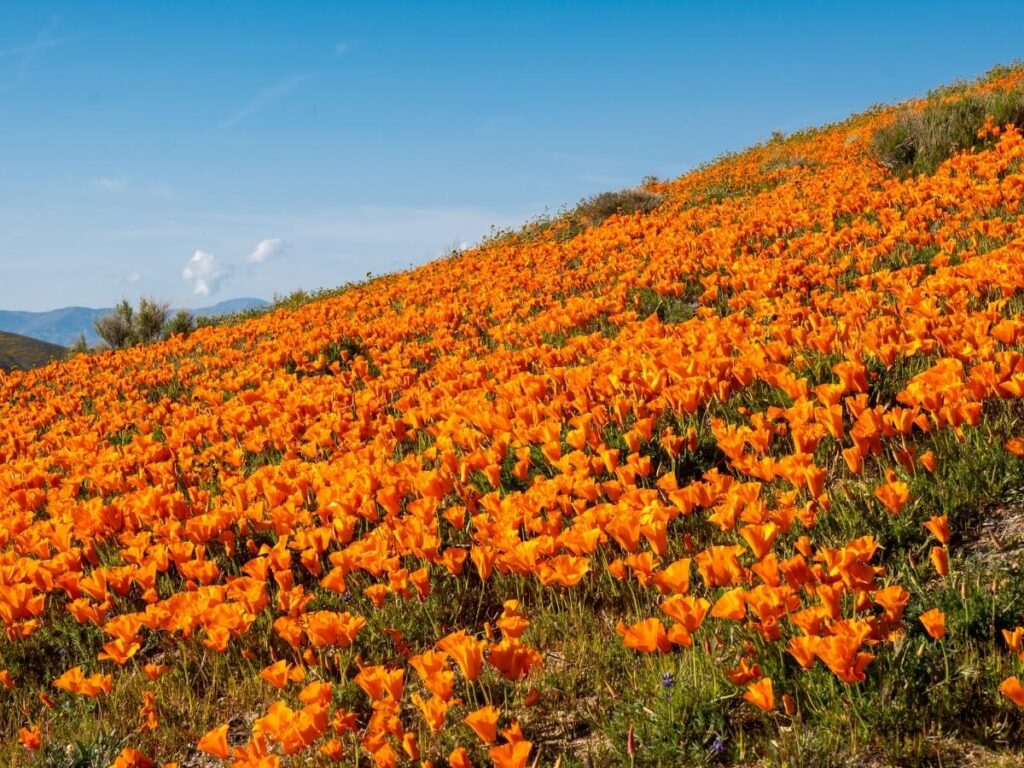 Hillsides covered in bright orange California poppies during superbloom season at Antelope Valley Poppy Reserve in spring