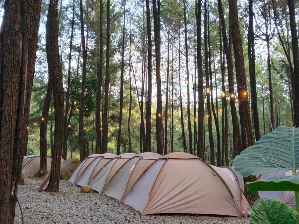 Tent campsite set up inside a national park surrounded by pine trees