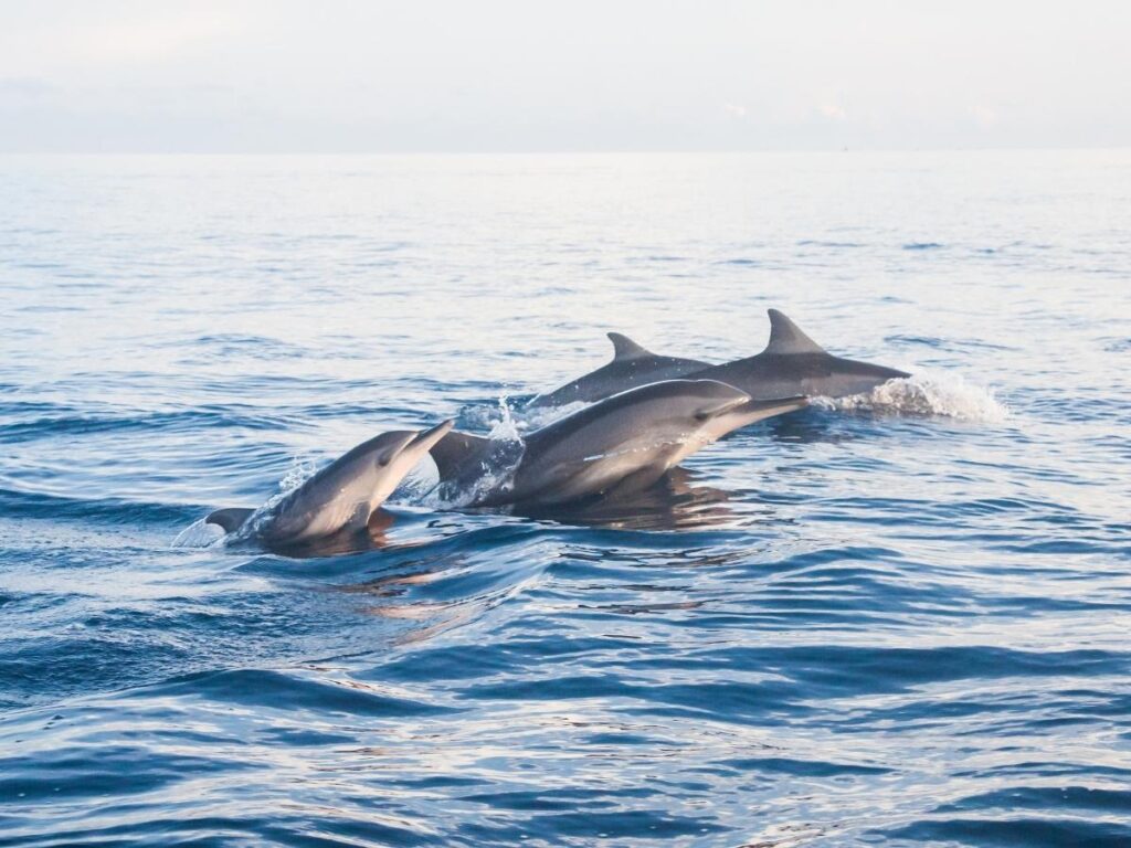 Sunrise over Pacific Ocean with dolphins visible from Hawaii beach campground