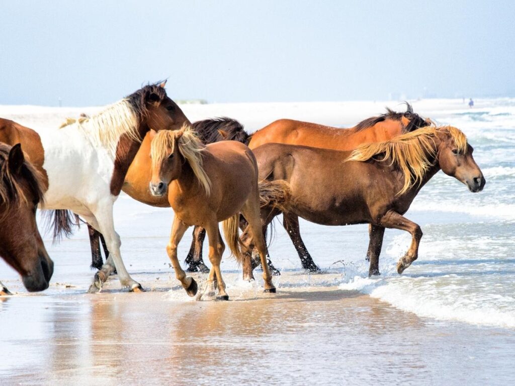 Wild horses roaming along the pristine beach at Cumberland Island National Seashore, Georgia
