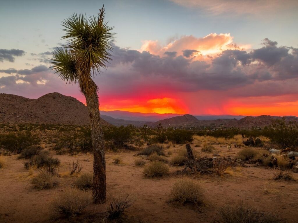 Primitive free campsite parked near Joshua Tree National Park boundary at sunset