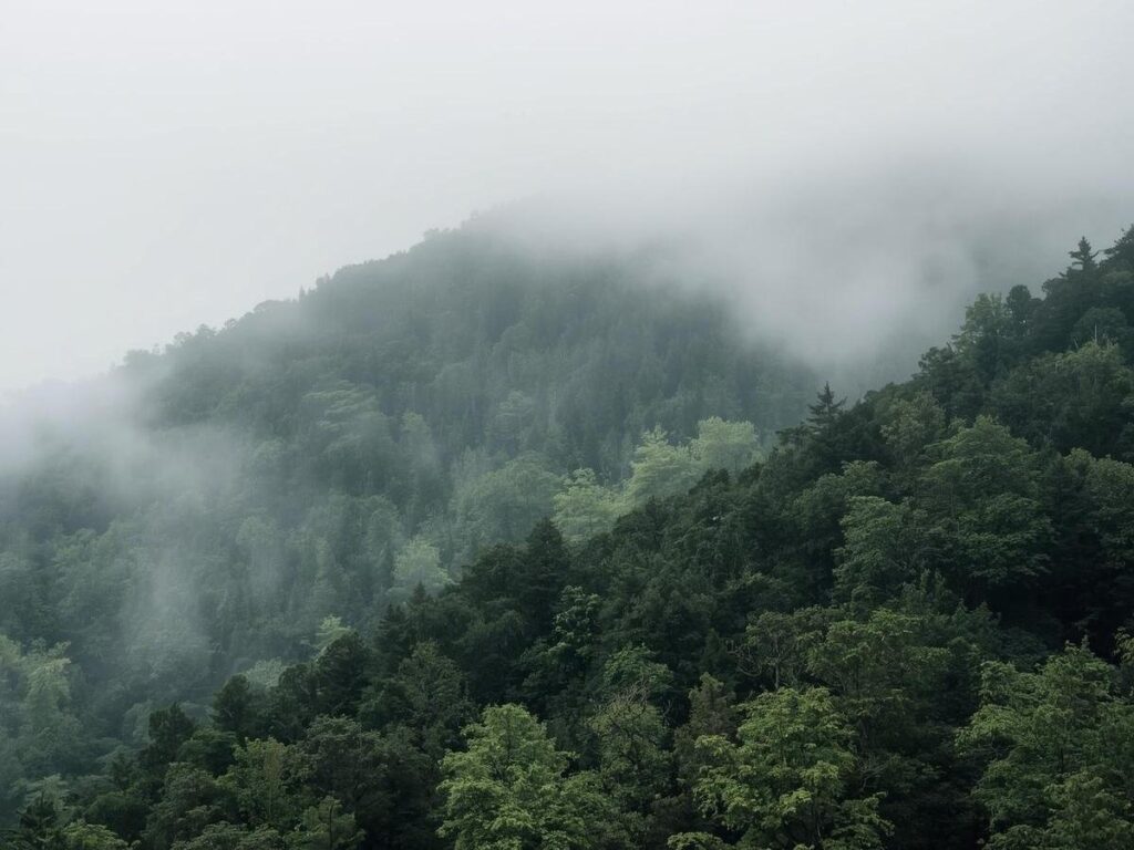 Misty forested ridgeline at Great Smoky Mountains National Park in Tennessee