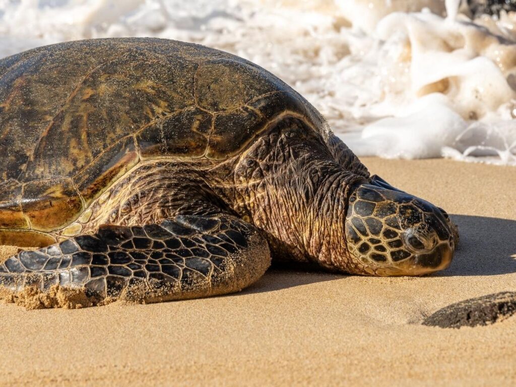 Green sea turtles swimming at Laniakea Beach on Oahu North Shore