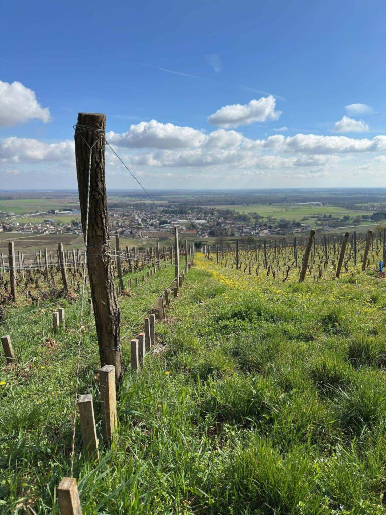 Burgundy vineyards near Dijon showing scenic countryside landscape