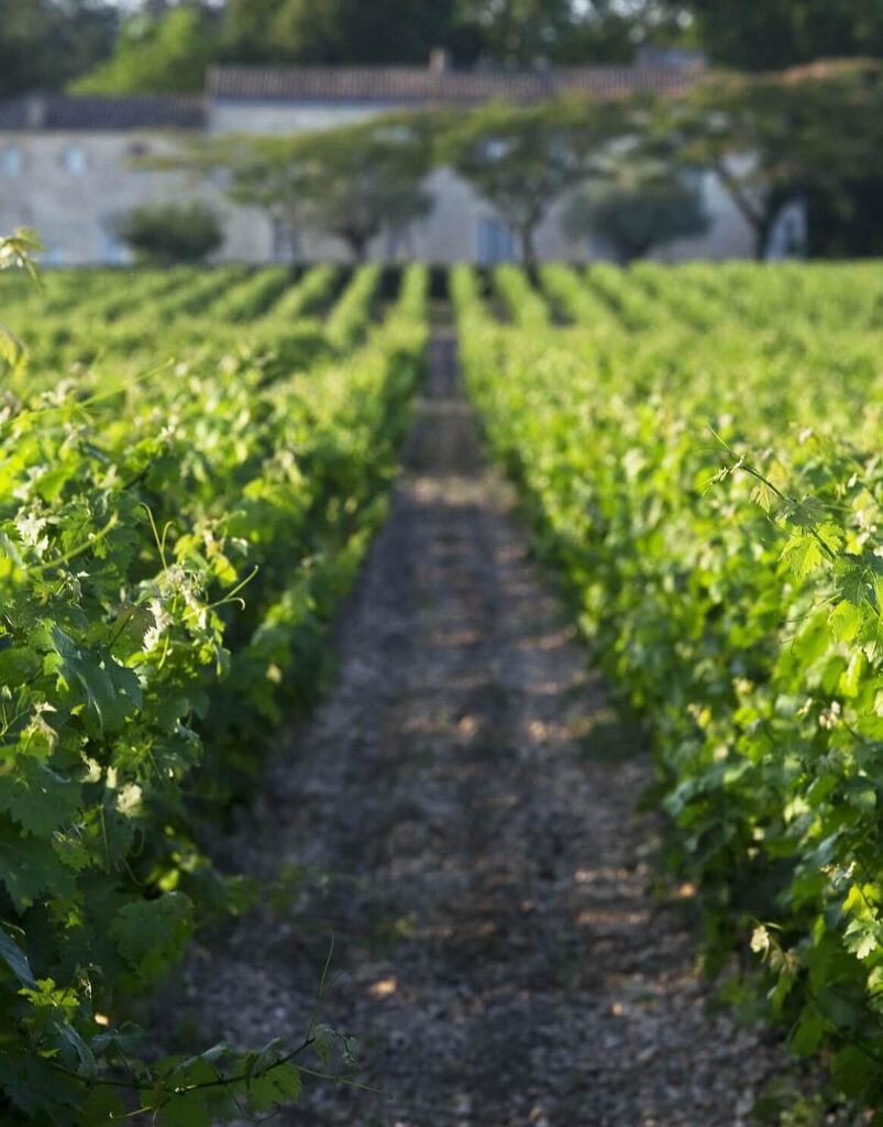 Burgundy vineyards near Dijon showing scenic wine region landscape