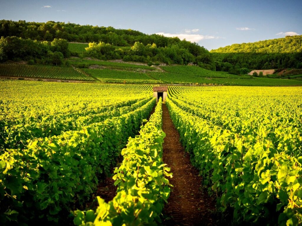 Vineyard landscape near Beaune in Burgundy wine region