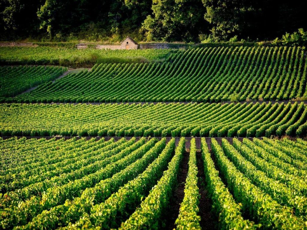 Walking through vineyards near Beaune in Burgundy countryside
