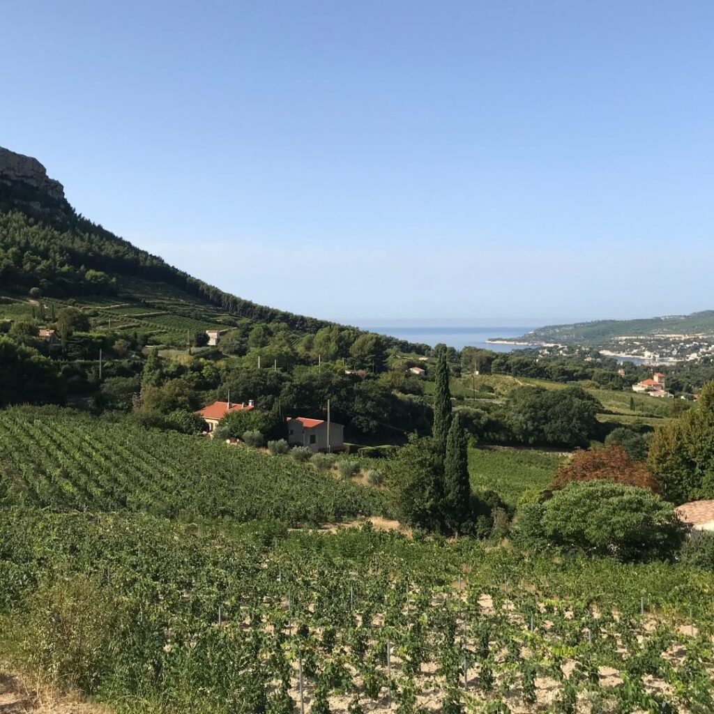 Vineyard near Cassis known for white wine with coastal views