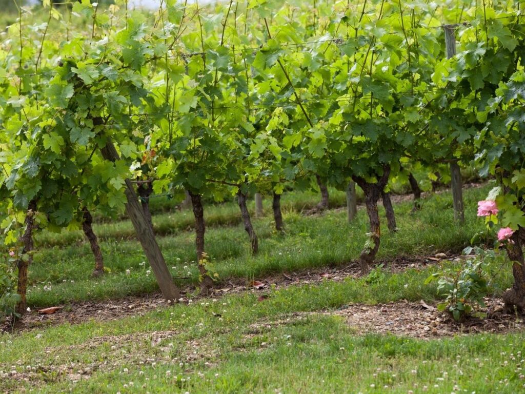 Vineyards near Chinon during autumn with warm seasonal colors