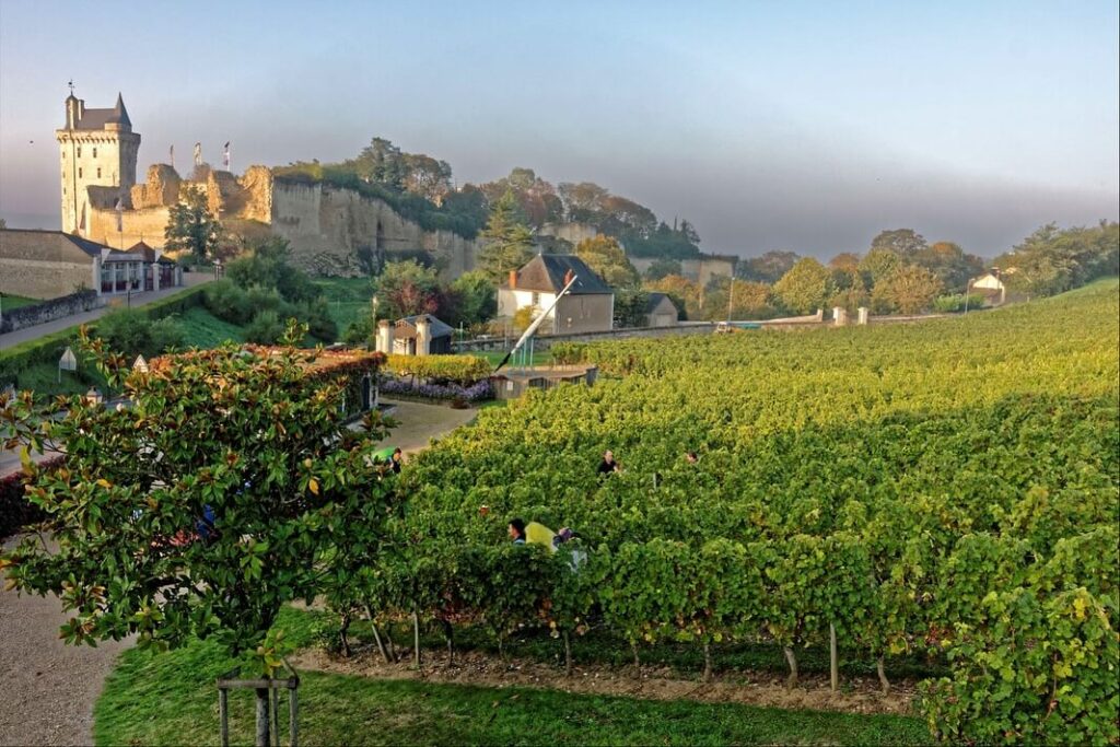 Vineyard landscape near Chinon with quiet roads for cycling
