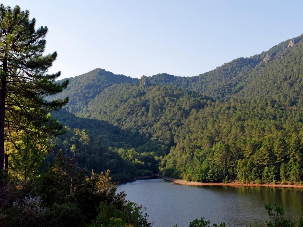 Forest landscape in L’Ospedale with views over Corsica coastline