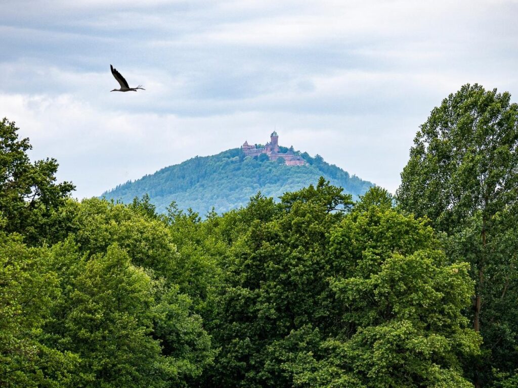 Château du Haut-Kœnigsbourg overlooking the Rhine Valley from the Vosges Mountains