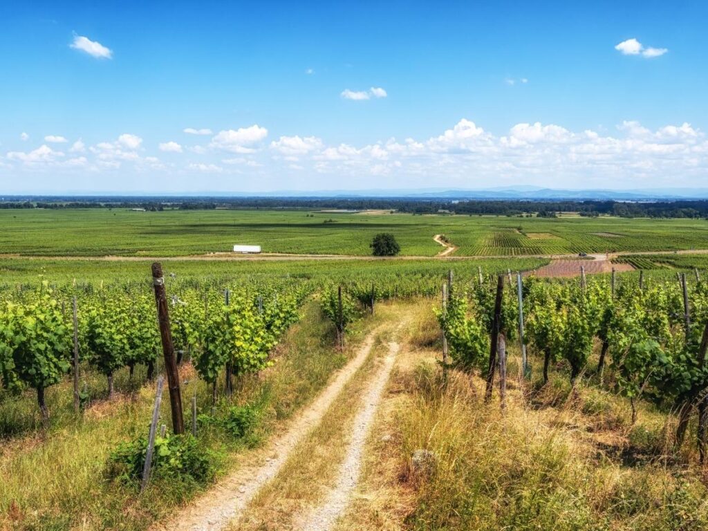 Vineyard scenery along the Alsace Wine Route near Château du Haut-Kœnigsbourg