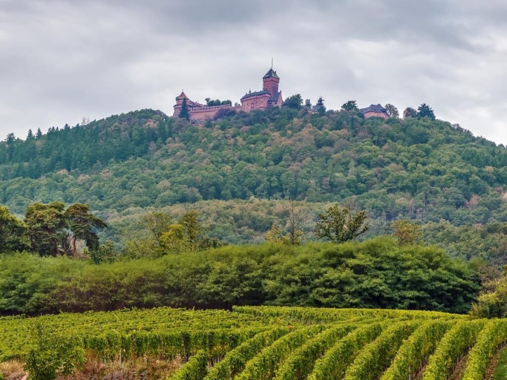 Summer vineyards near Château du Haut-Kœnigsbourg along the Alsace Wine Route