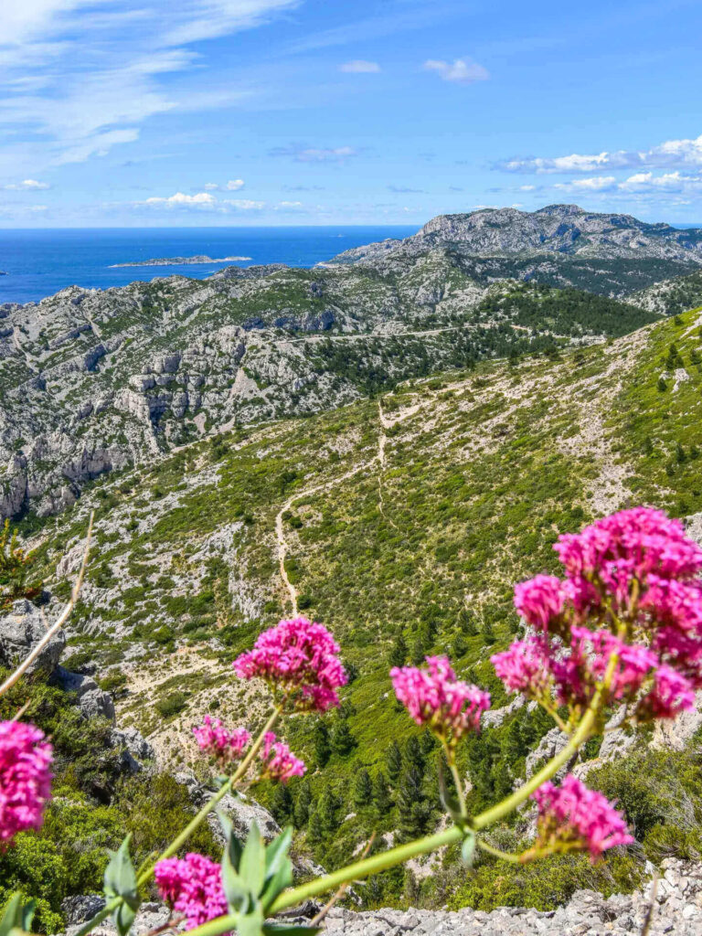 Wildflowers blooming along a hiking trail in Calanques National Park during spring