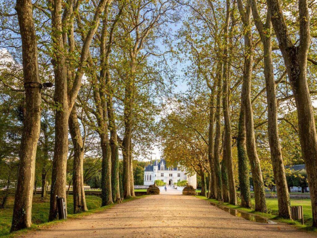 Tree-lined entrance road leading to Château de Chenonceau